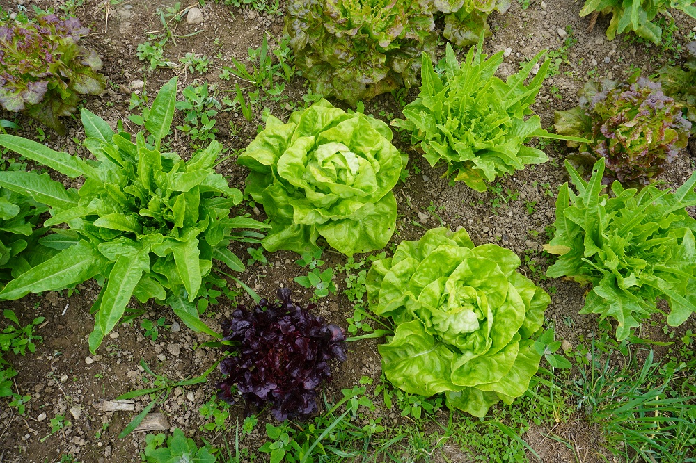 Marché Viv'Agri