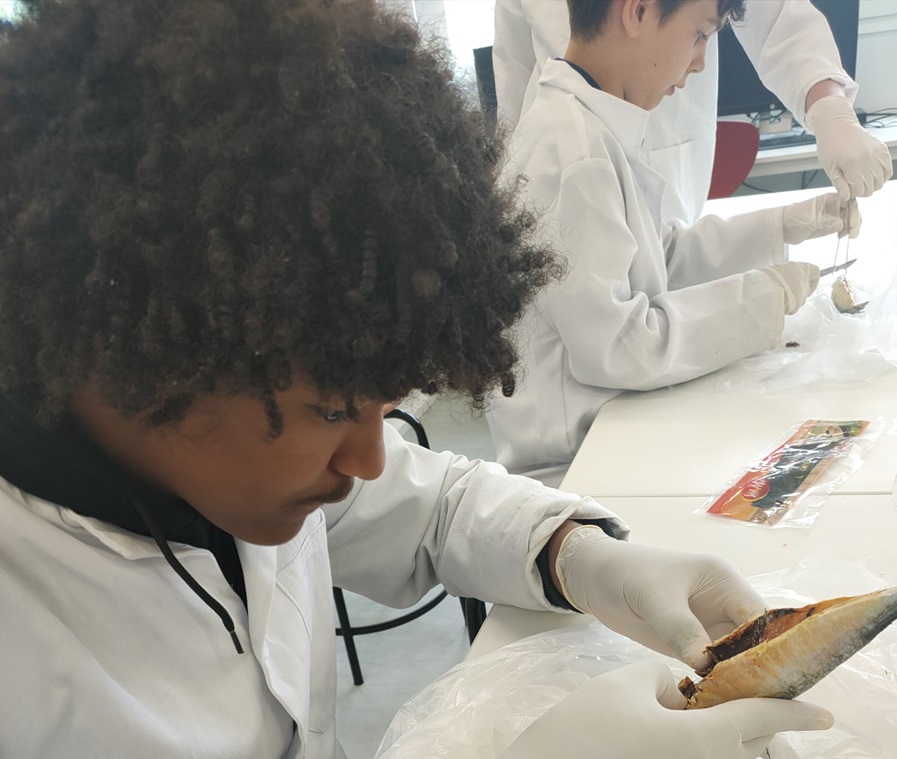 Dissection sardines