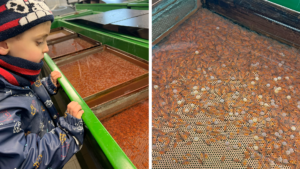 À la rencontre des poissons du Lac - Séjour des 1A
