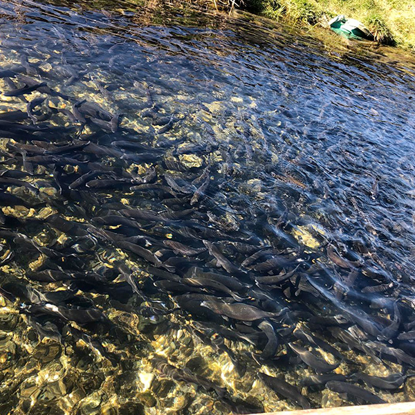 Les élèves ont pu admirer de près les poissons en plein développement dans l’eau claire des bassins de la pisciculture bio.