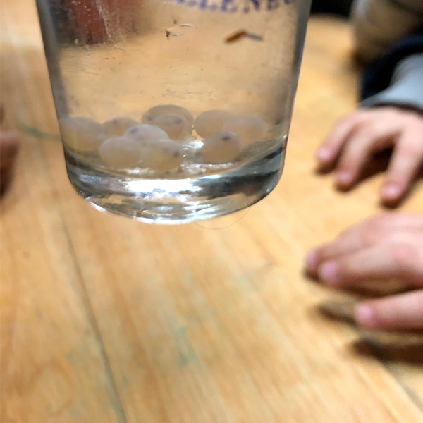 Les élèves ont observé les œufs de poissons en pleine incubation, un moment fascinant pour comprendre le cycle de vie aquatique.