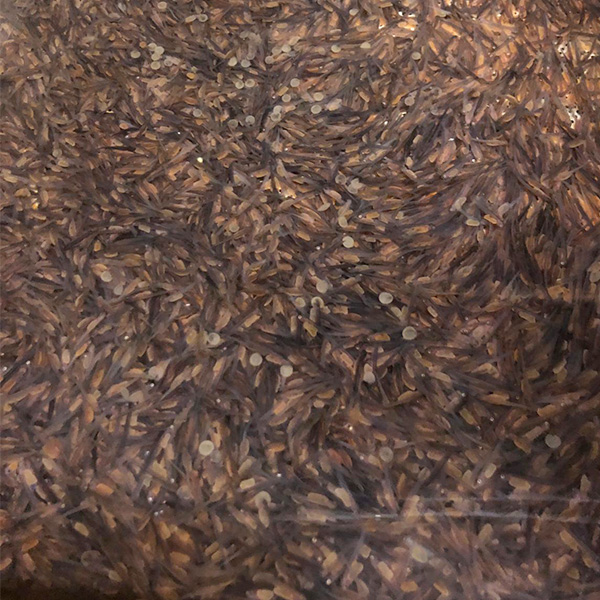 La pisciculture bio de L’Isle permet aux enfants de voir de près les premières étapes du développement des poissons dans un environnement contrôlé.