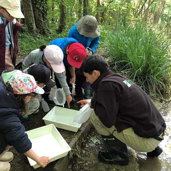 Enfants de l’école Vivalys à Ecublens observant les invertébrés dans la rivière à Tolochenaz