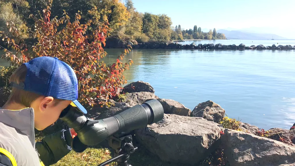 Enfants de la 3B observant les oiseaux au bord du lac Léman à Préverenges.
