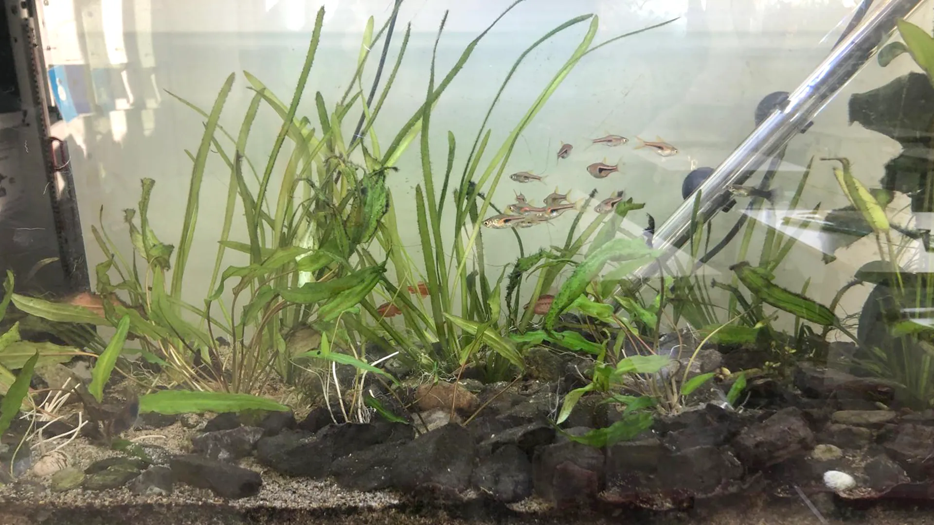 vivalys-3a-aquarium-enrichi07